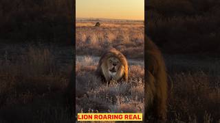 Lion Roaring Real feel the powerful lion roar lion shorts trending [upl. by Eicart]