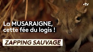 La musaraigne est une véritable fée du logis  ZAPPING SAUVAGE [upl. by Nyrual]