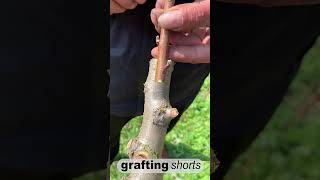 Simple grafting fruit tree l grafting shorts [upl. by Ahsieyk]