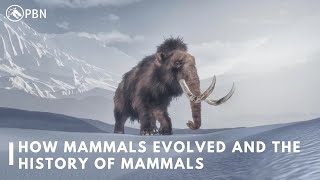 How Mammals Evolved  History Of Mammals  PBN [upl. by Ennyroc]