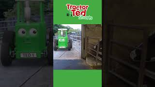 Milking the Cows 🐄  Tractor Ted Shorts  Tractor Ted Official Channel [upl. by Atronna143]