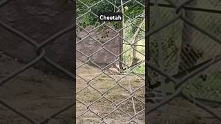 Cheetah  Leopard  travel zoo zooanimals minivlog short viralshorts trending abulhayat [upl. by Ardnosak]