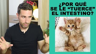 ¿Cómo evitar que se le pueda quottorcerquot el intestino a un gato [upl. by Laveen]