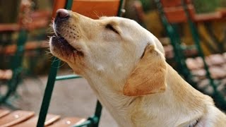 LABRADOR BARKING  LABRADOR HOWLING AND BARKING COMPILATION 2016 [upl. by Walcoff]