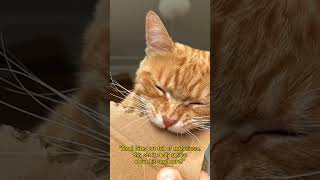 The cats confusing behavior cat pets animals [upl. by Ennagrom]