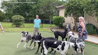 Five Happy Great Danes Enjoy Their First Florida Meet And Greet [upl. by Ljoka]