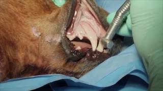 Veterinary Dental Maxillary Canine Tooth Extraction in a Dog [upl. by Rodolphe]