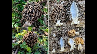 Graue Speisemorchel Morchella vulgaris   Vergleich mit Morchella esculenta [upl. by Ohaus568]