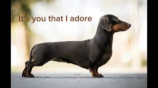 Wiener dog song Full song [upl. by Nappy]