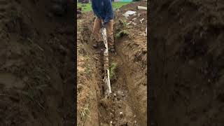 BUSTED PIPE IN THE GROUNDplumbing poop drain satisfying weird [upl. by Llerot827]