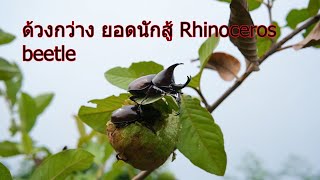 ด้วงกว่างชน แมงกว่าง ด้วงกว่าง ยอดนักสู้ Rhinoceros beetle อยู่บนต้นฝรั่งและกินฝรั่งเป็นอาหาร [upl. by Salvidor]