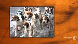 Running Walker Foxhound Dog breed [upl. by Nohsyar]