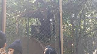 Siamang Gibbons Howling at LA Zoo [upl. by Tabshey]