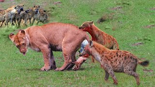 Massacre The Poor Lion cub Was Attacked and Killed By The Hyenas To Avenge The Lion mother Cruelty [upl. by Temme]