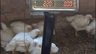 broilers chicken farming [upl. by Eras]