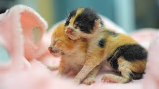 Two Newborn Kittens Alone In This World [upl. by Marozik858]