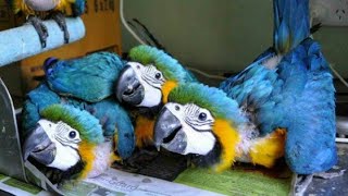 Macaw parrot price in india  bird shop price Parrot price world of birds [upl. by Minor]