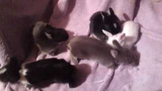 2 Week Old Lionhead Rabbit Babies [upl. by Laurinda]