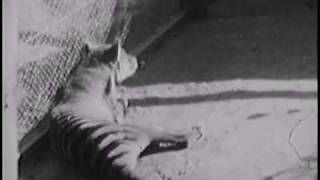 Historical thylacine Tasmanian Tiger film 3  Beaumaris Zoo Hobart 1933 [upl. by Atalante]