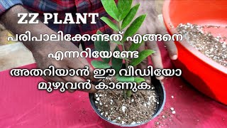 ZZ PLANT propagation and caring tips in MalayalamHow to grow zz plantVerieties of zz plant [upl. by Shir830]