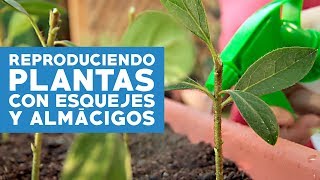 ¿Cómo reproducir plantas con esquejes y almácigos [upl. by Cozza126]