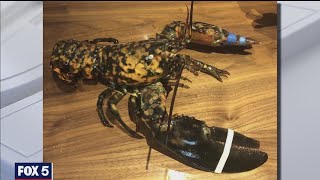 Rare lobster saved from being dinner at Red Lobster One in every 30 million [upl. by Anson]