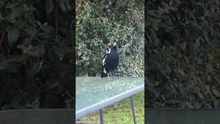 Magpie Singing for two minutes in our backyard [upl. by Neltiac933]