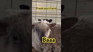 Prank your friend funnyshorts sheep lamb farm funny [upl. by Derag]