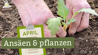 Dieses Gemüse kannst du im April ansäen amp pflanzen [upl. by Juana]