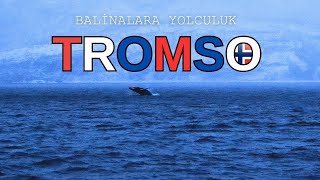 Balinalara Yolculuk  Tromsø [upl. by Falda]