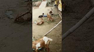 Trending Farming in india goat bakra shorts youtubeshorts bakripalan goatfarming [upl. by Langdon195]