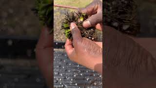 How to divide a Drosera Filiformis or Tracyi shorts carnivorousplants drosera [upl. by Goldfarb]