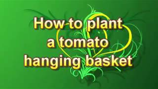 How to Grow Tomatoes in a Hanging Basket [upl. by Jinny]