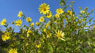 Pflanzenportrait  Helianthus 🌻 Die Sonnenblume unter den Stauden [upl. by Eliason244]