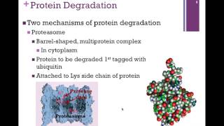 084Protein Degradation [upl. by Drusy163]