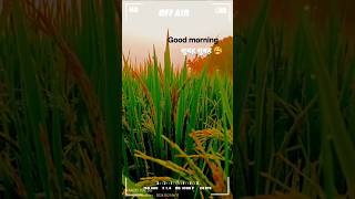 shortsviral 🔥🔥🔥 Good morning सुबह हो गई है भाई😭🌾 shortvideos viralvideos youtubeshorts WWE ‼️👀 [upl. by Lonni]