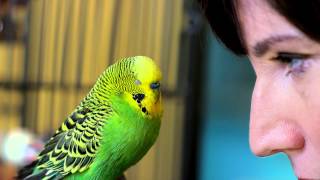 Disco the Talking Parakeet  Pets Wild at Heart [upl. by Aubyn443]