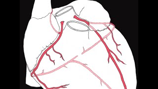 Coronary circulation of the heart [upl. by Carola105]