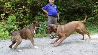 Rhodesian ridgeback VS Boxer [upl. by Chivers871]