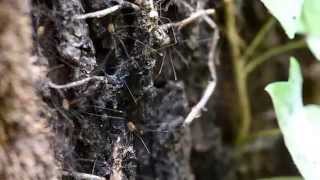 Harvestmen trembling [upl. by Hajan897]