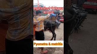 Treatment of Pyometra in cow amp buffalo treatment of metritis Treatment of uterine impaction [upl. by Sieber]