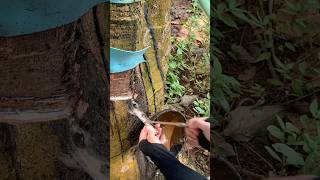 ASMR Rubber Tapping for Latex Collection  Peaceful Farm Sounds  Rural Life [upl. by Broddie827]