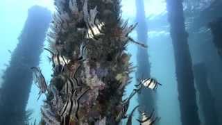 The Best of the Busselton Jetty Underwater Observatory [upl. by Bliss]