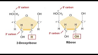 Nucleosides Nucleotides [upl. by Anyala721]