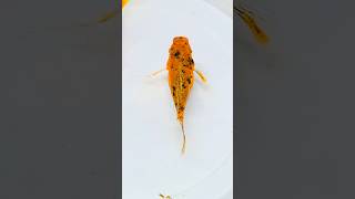 😯 Are these FishBabies Okay ytshorts shorts aquarium fish animal pet petsvlog fishtank [upl. by Ephraim]