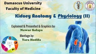 فيزيولوجيا الكلية Physiology of Kidney  جامعة دمشق  SMV [upl. by Hayimas189]