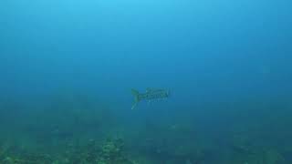 Drumfish Trunkfish Barracuda  Roatan  8924 [upl. by Atikel354]