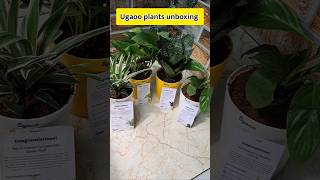 Ugaoo plant Unboxing 🪴 myntra Loot ugaoo plants unboxing shorts [upl. by Hguh]