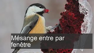 La mésange est entrée dans la maison  Quel est le présage [upl. by Wight]