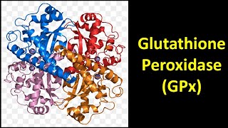 Glutathione Peroxidase GPx [upl. by Esac88]